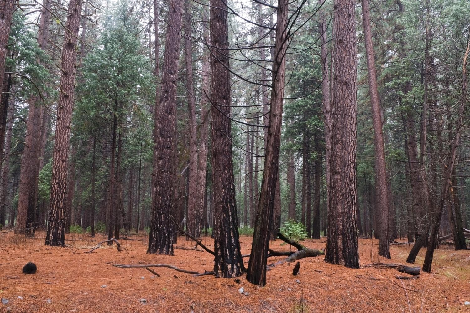 Trees contain moisture and salts which make them conductive